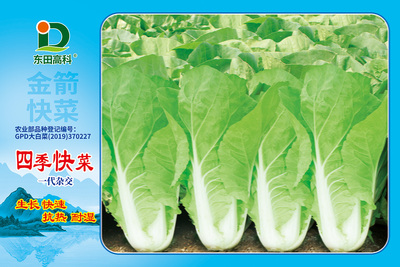 金箭四季快菜