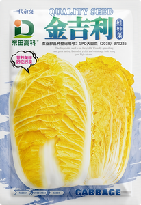 金吉利娃娃菜